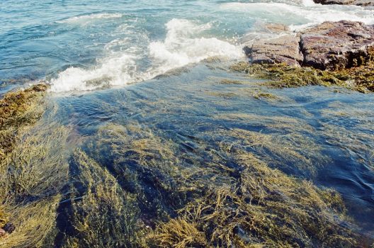 Water leaving a tidepool, with long strands of algae showing the direction of the current.