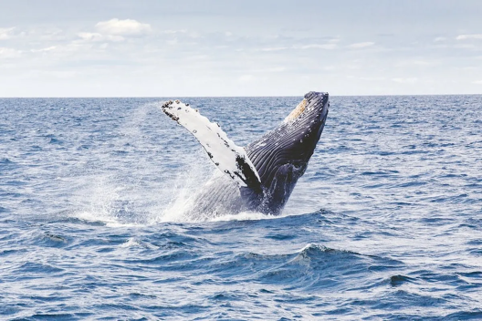 A humpback whale, decorated in small barnacles, jumps from the water onto its back.