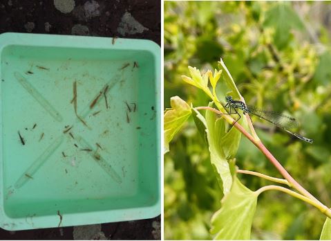  dragonfly and damselfly larvae start their life cycle in the water and resemble tiny fish fry. As adults these insects assume their more well-known forms and have beautiful translucent wings grow to help them be airborne.