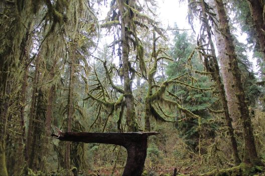 A massive tree covered in Olympic Rainforest Moss stands perfectly aligned behind a dead tree trunk that forms right angle with the ground.