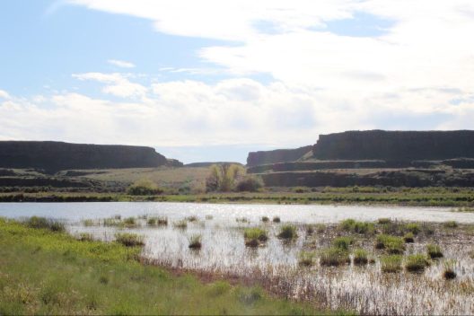 The Columbia Wildlife Refuge is a beautiful natural area with canyon-like igneous cliff formations and shrubby vegetation. However with the recent introduction of water the refuge is now lush with water-based vegetation like canary grass and phragmites.