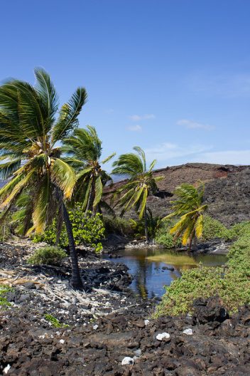 A shallow pool in a laval flow, surrounded by green vegetation and palm trees.