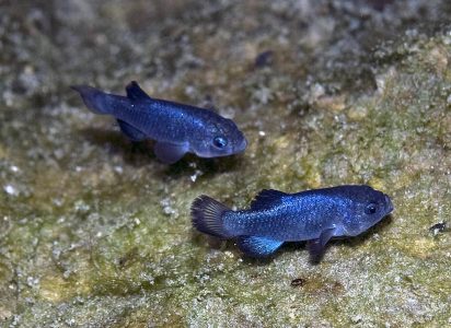 Two Devil's Hole pupfish swimming next to each other. Their radiant blue scales stand out against a greyish-green background.