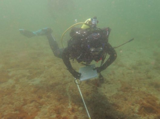 Hughes gathers survey data along a subtidal transect via SCUBA.