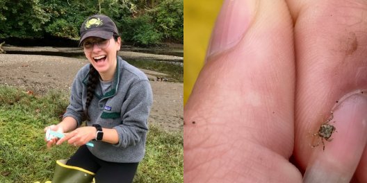 A photo collage. On the left a smiling Elyse (author) holds a scientific measuring tool while standing in a wetland, On the right, a tiny larval shore crab climbs over someone's hand. The little crab is about the size of a pencil eraser.