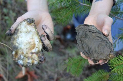 Muddy hands offer a peek at the opalescent interior and mud-coated exterior of Pacific oysters observed in Oyster Bay, WA.