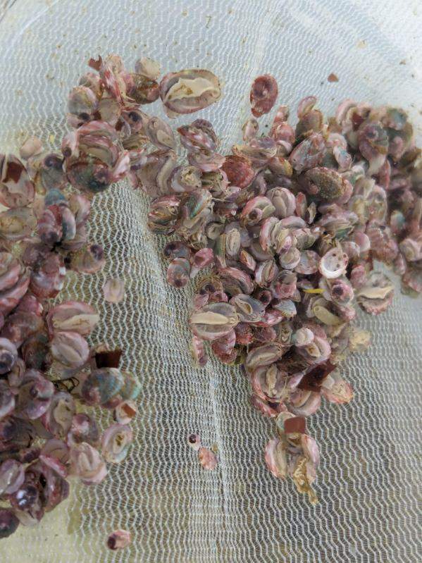 A pile of juvenile pinto abalone sit on a net