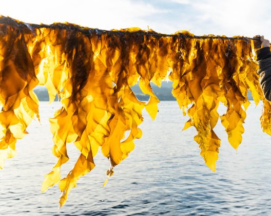 Bright fronds of kelp on a rope are illuminated from behind by the sun over the water.