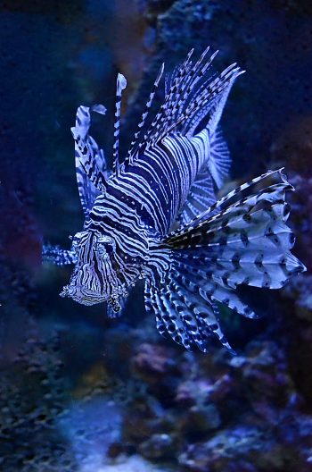 A vivid striped fish with wide fins and bulging eyes swims past a coral reef.