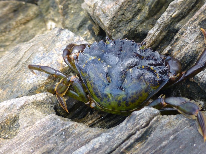 A green crab is nestled into a rock crevice along the shore.