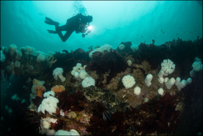 A SCUBA diver swims above the rocky reef habitat in Edmunds Underwater Park. The diver carries a camera. The reef is vibrant with many healthy anemone, barnacles, seaweed, urchins, and a grouper fish included in the frame.