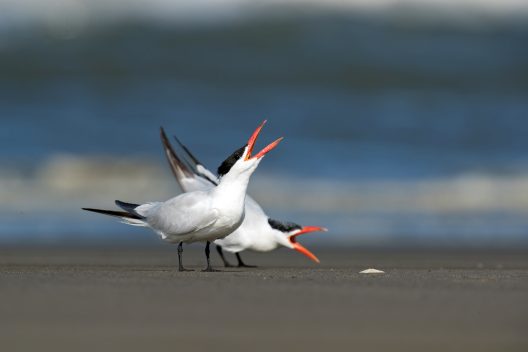 Two Caspian terns with black caps and orange beaks stand on a sandy beach. Both terns are calling; one with its beak open and tilted up the the sky, the other with its beak tilted down towards the sand. Blurred ocean waves in the background.