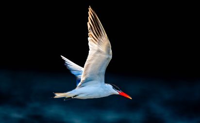 A Caspian tern, with wings outstretched and pointing skyward, glides through the air.