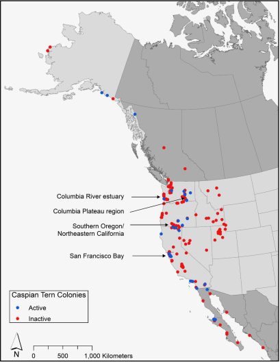 Black and white map of the west coast of North America, stretching from Alaska to Baja California. Red dots, indicating inactive Caspian tern colonies, are dispersed along the coastline and as far interior as Montana. Very few blue dots, indicating active colonies, are present on the map.