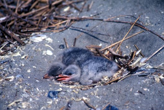 Two fluffy, dark grey, baseball sized Caspian tern chicks lay in their nest, a shallow indentation in the sand with a few small sticks.