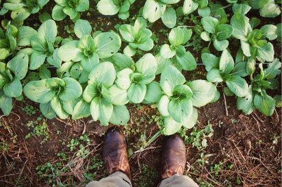 A birds eye view of rows of bok choy from the perspective of a field worker, looking down at boots on the dirt pathway between beds.