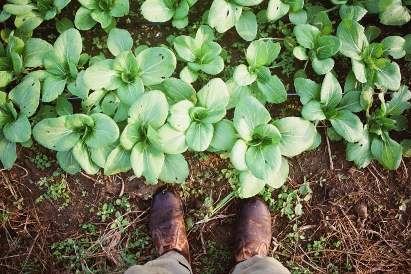 A birds eye view of rows of bok choy from the perspective of a field worker, looking down at boots on the dirt pathway between beds.