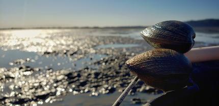 Two harvested clams rest on a surface, pointing out towards a beach at low tide. Sun shines on the mud flats and water that are visible.