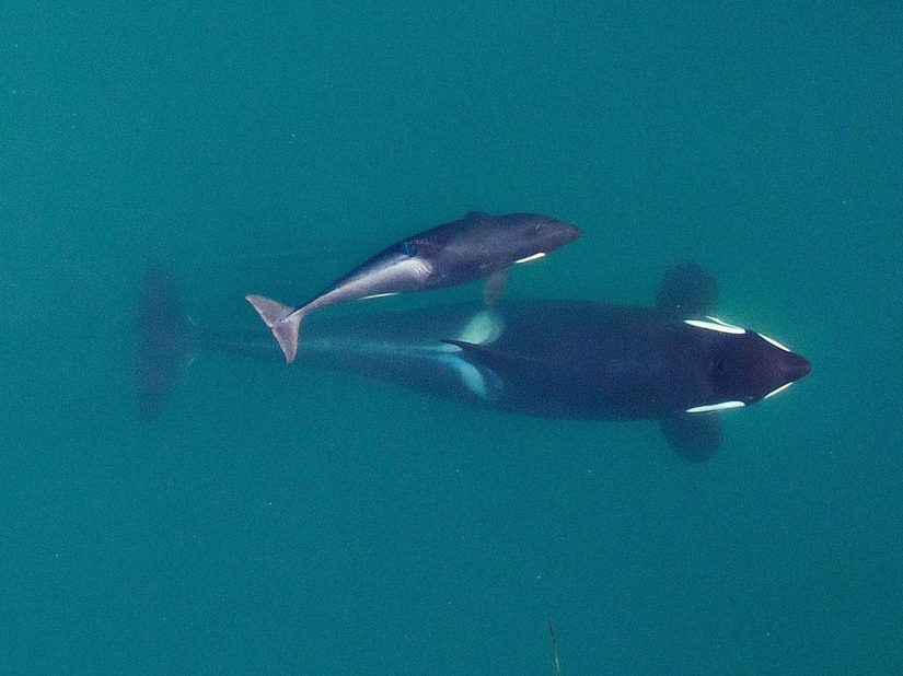 Two black and white whales swim in a vivid sea.