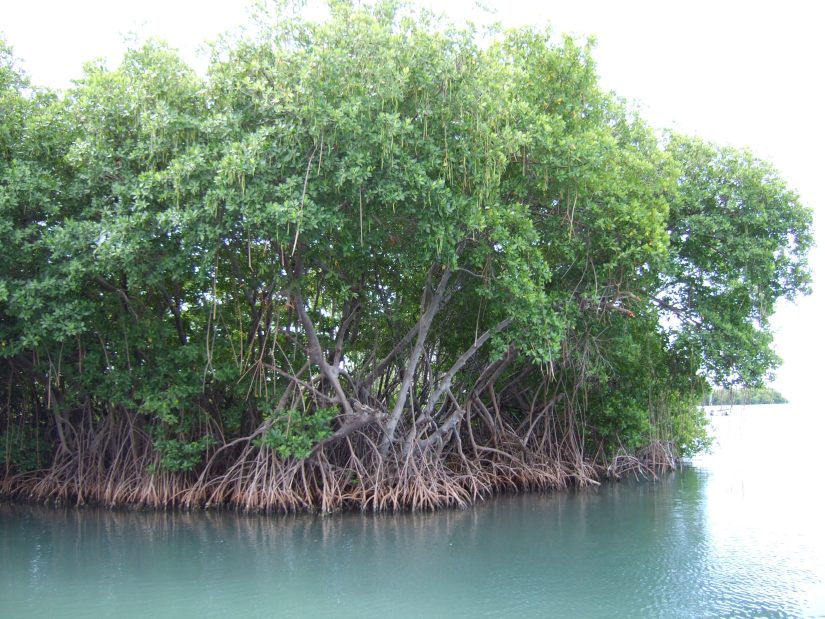 Dense mangrove forest with intertwined roots in shallow blue water.