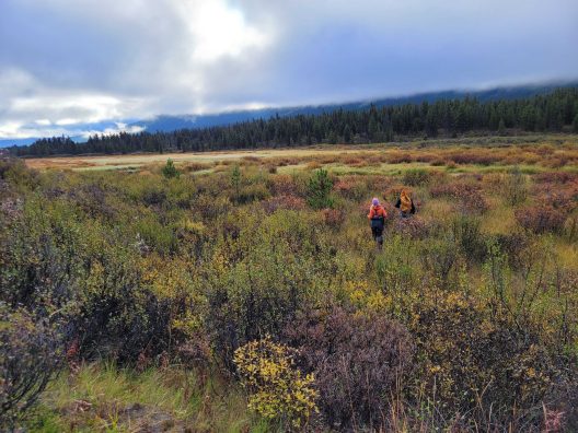 Two hikers walk through a colorful meadow with shades of green and yellow under a cloudy sky, surrounded by distant forests and mountains.
