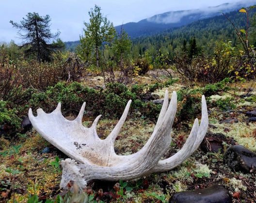Moose antler rests on mossy ground in a lush forest clearing, surrounded by rocks and shrubs. Misty mountains rise in the foggy background.