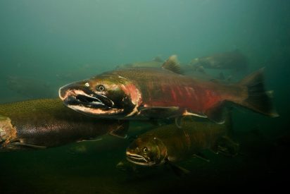 Underwater view of a salmon swimming with a group, featuring a prominent red-pink coloring on its body. The scene is calm and natural.
