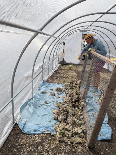 A person in a greenhouse processes wool on a screen over a blue tarp. They're wearing a straw hat and gloves, conveying focus and industriousness.