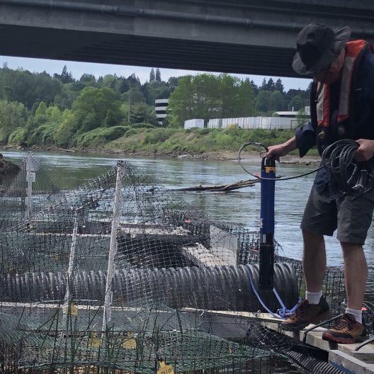 Person in hat and life jacket inspects netted fish trap by a river under a bridge. The scene is outdoors, with trees and industrial buildings visible